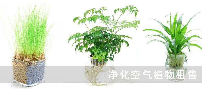 凈化空氣植物租售，植物空氣凈化，室內(nèi)空氣污染，武漢除甲醛