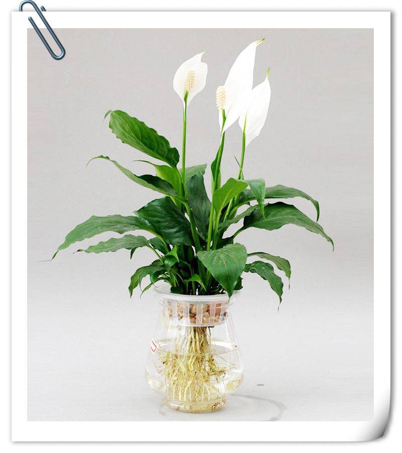 車內(nèi)空氣凈化 室內(nèi)空氣檢測(cè) 室內(nèi)空氣治理 室內(nèi)空氣凈化 室內(nèi)空氣污染