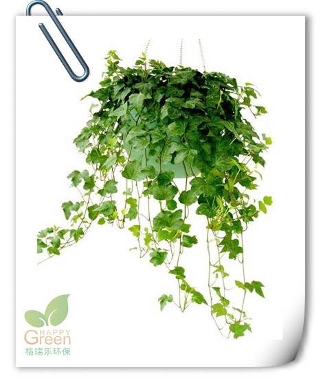 凈化空氣植物租售，植物空氣凈化，室內(nèi)空氣污染，武漢除甲醛，裝修除甲醛