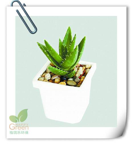 凈化空氣植物租售，植物空氣凈化，室內(nèi)空氣污染，武漢除甲醛，裝修除甲醛