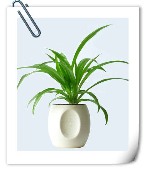 凈化空氣植物租售，植物空氣凈化，室內(nèi)空氣污染，武漢除甲醛，裝修除甲醛