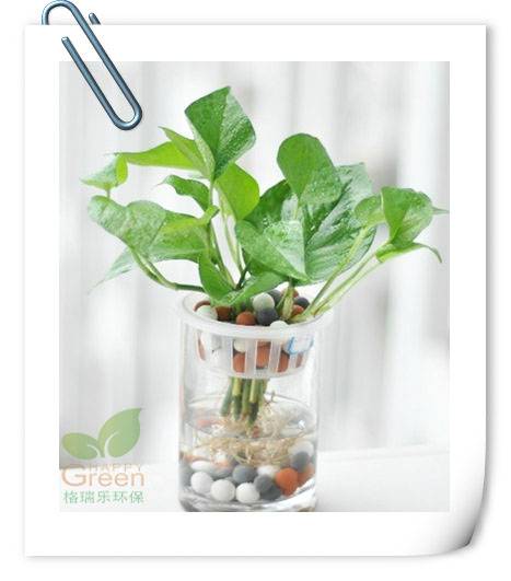 凈化空氣植物租售，植物空氣凈化，室內(nèi)空氣污染，武漢除甲醛，裝修除甲醛